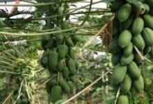 Alanya’da Papaya Üretimi İhracatın Gözdesi Haline Geldi