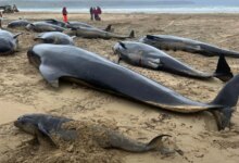 Trump, çevre politikalarında yeni düzenlemeler getiriyor