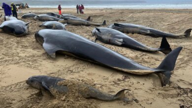 Trump, çevre politikalarında yeni düzenlemeler getiriyor