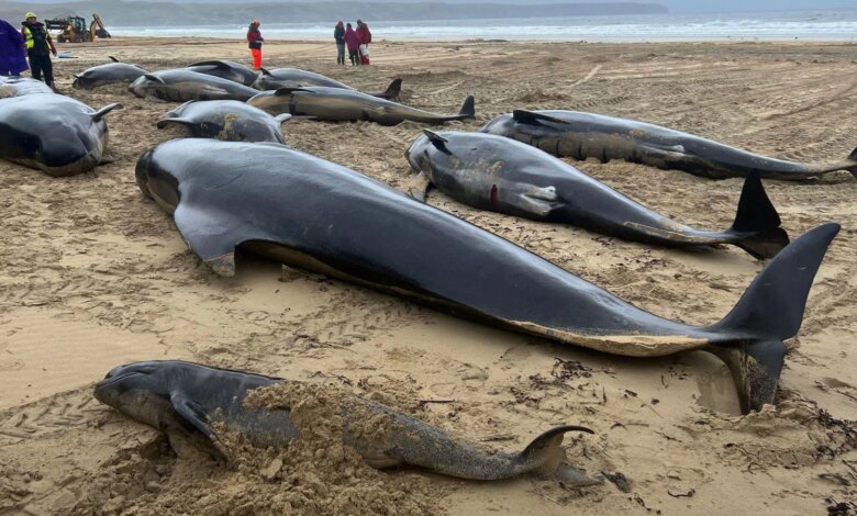 Trump, çevre politikalarında yeni düzenlemeler getiriyor